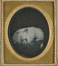 1850’s photograph “Poodle With Bow on Table” (photographer unknown), featuring a groomed poodle posted with a bow on a table, representing early pet photography.